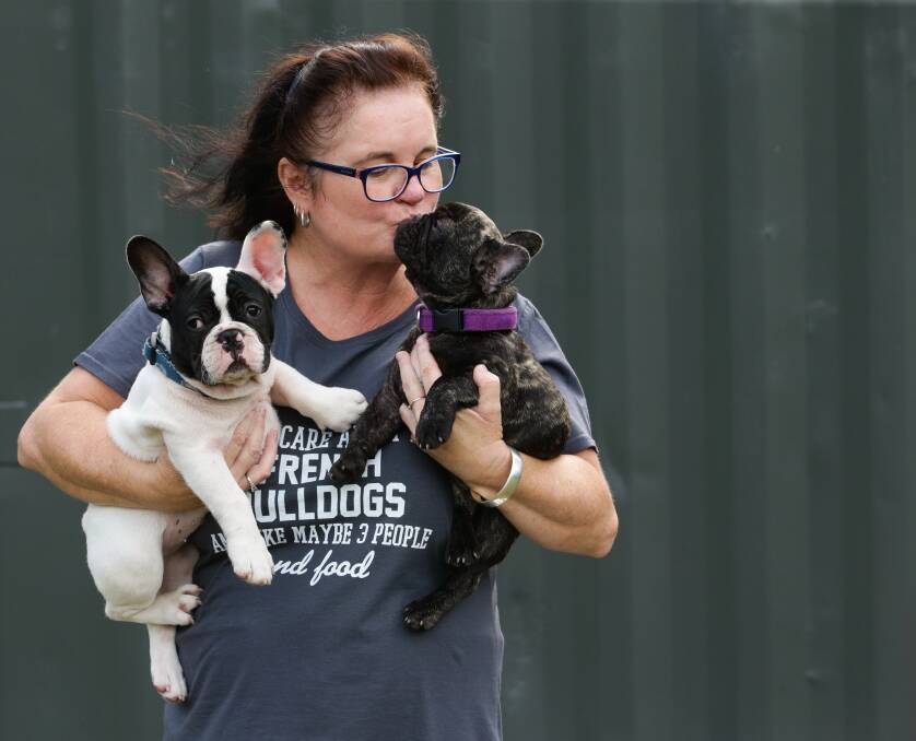 FRENCH KISS: Dogs NSW registered breeder Sharon Hector of Medowie with her French Bulldog pups. Picture: Jonathan Carroll. 