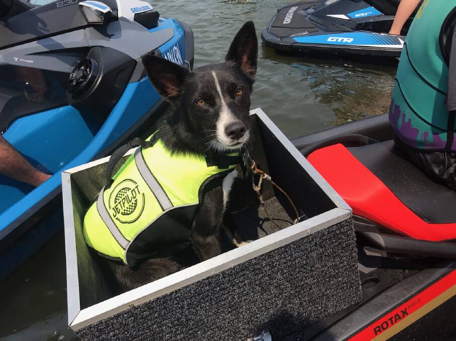 SECURED: A dog on the back of a jet-ski in Forster. 