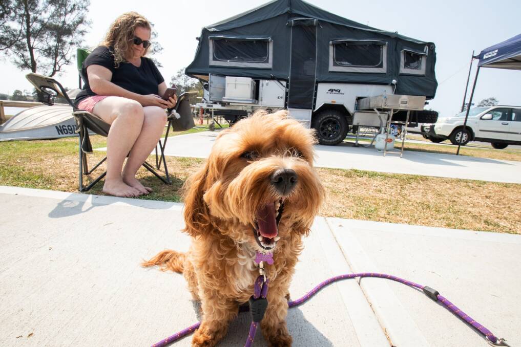 FUN IN THE SUN: Bonnie, the cavoodle, and her owner Heather Williams.