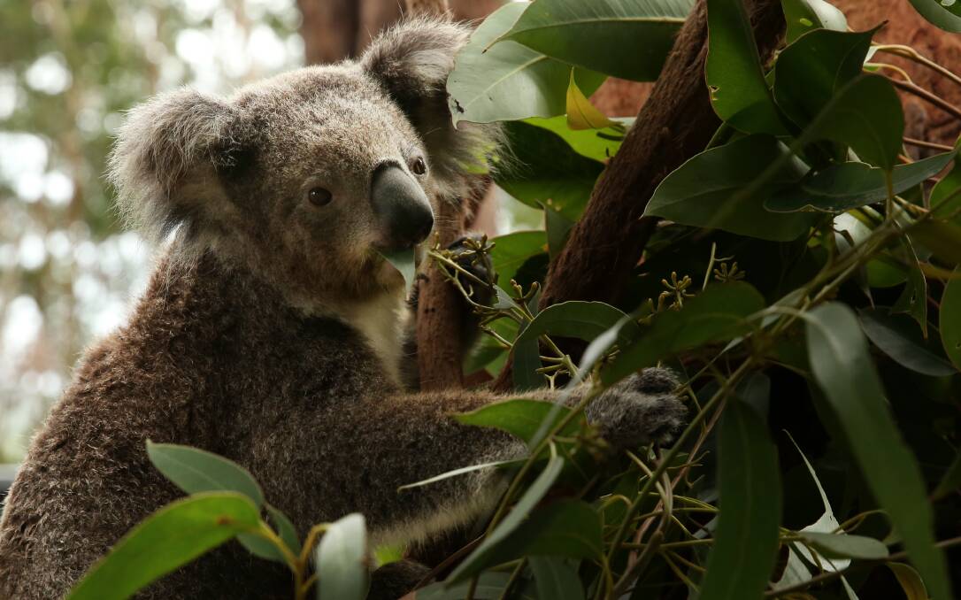 TENSION IN THE RANKS: NSW Premier Gladys Berejiklian has issued an ultimatum to her Nationals colleagues after they threatened to sit on the cross bench because of a dispute over the state's koala protection policy.