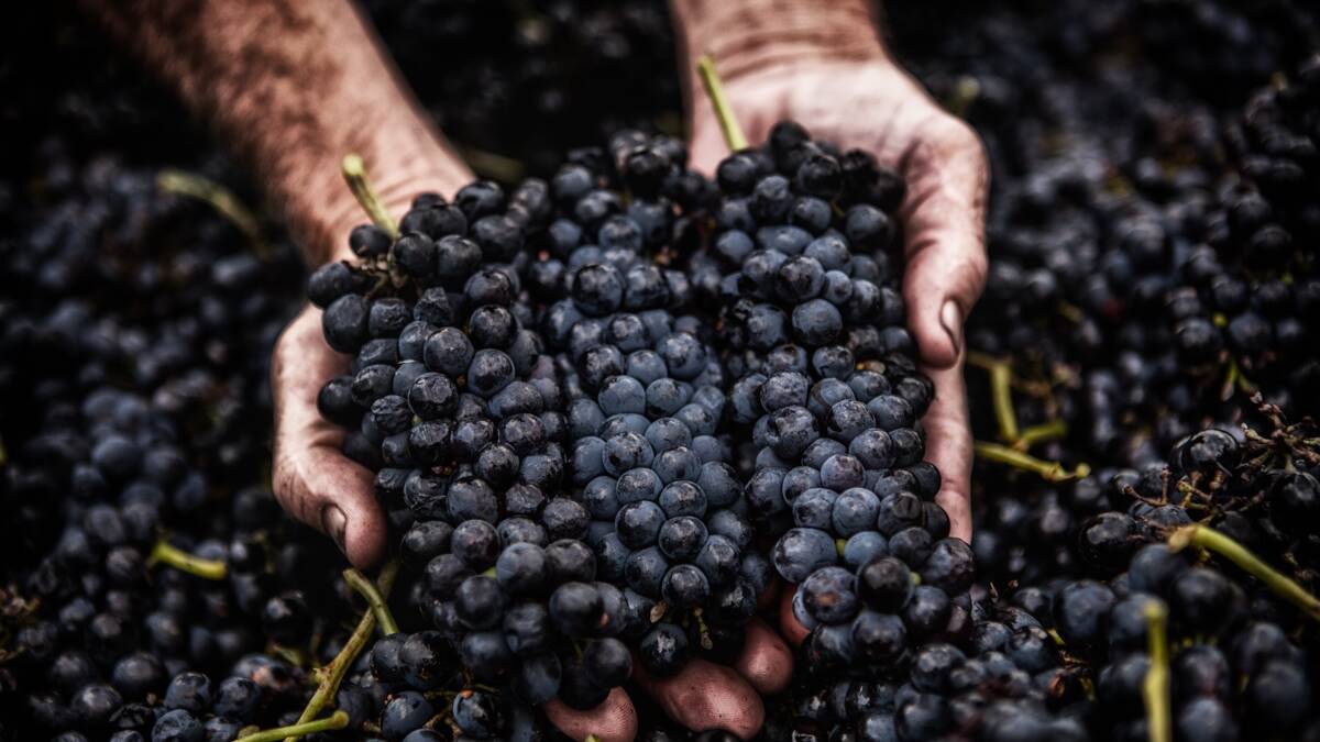 Best in years: Hunter Valley 2023 vintage '10 out of 10' as harvest wraps up