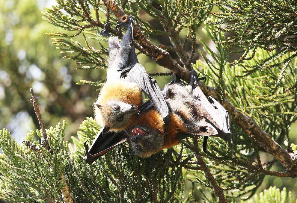 Singleton has a long and troubled history with Flying Foxes, pictured here, but the town is also home to threatened, and far more elusive, microbats. 