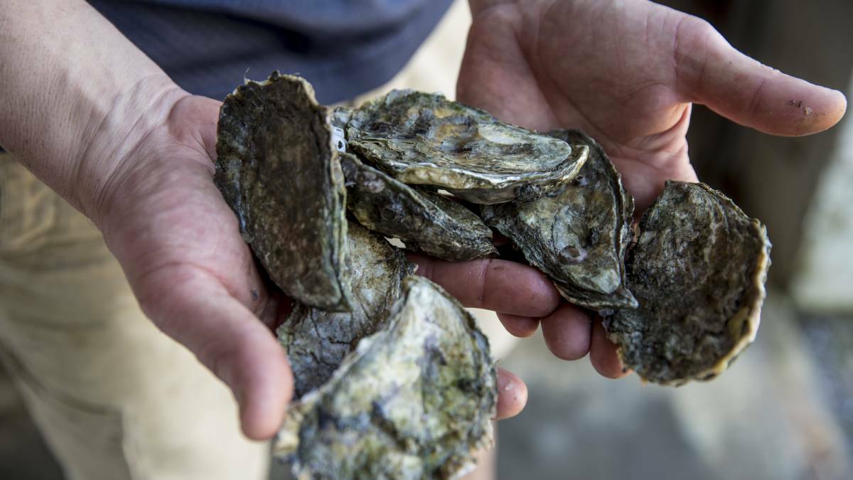 QX disease threatens Port Stephens oysters
