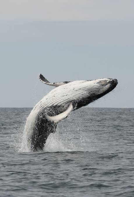 Can the whales off Newcastle's coast be a sign of better times ahead?
