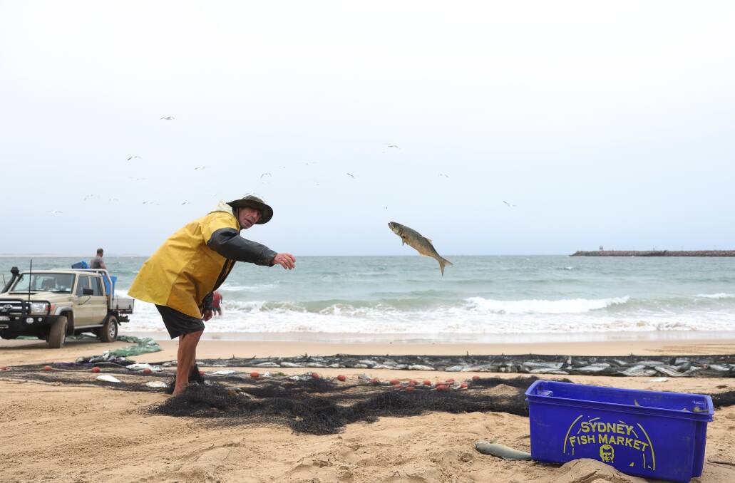 An accidental catch of Australian Salmon and Tailor off Stockton Beach appears to have left a commercial mullet fisherman Greg Tarrant in a catch-22 over what to do with the illegal haul. Picture by Peter Lorimer