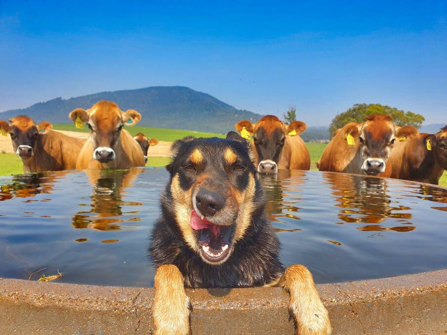 WORK IT: Emma the rescued working dog has won her owner, dairy farmer David Williams, the 2020 Hunter Photography Prize. "She's a water dog," the Vacy farmer said.