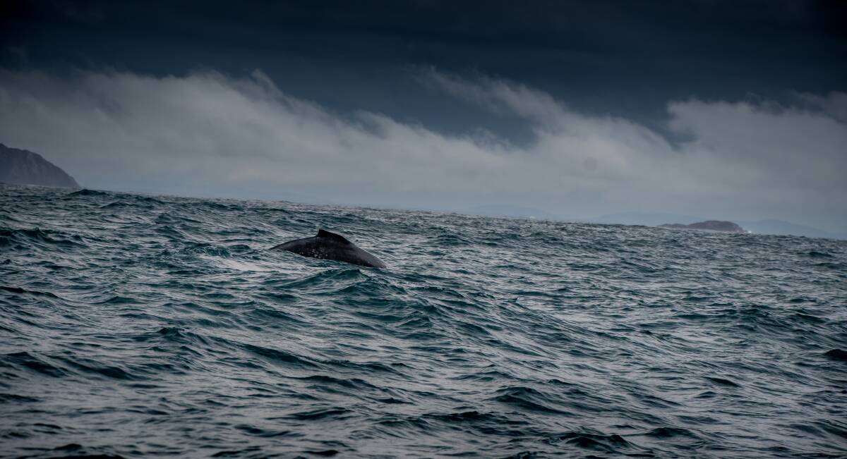 GIANTS: A dorsal fin pokes through the waves, followed by a broad tail. Photo: Simon McCarthy