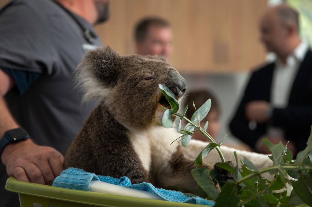 STUDY: An inquiry into a small sample of DNA from Port Stephens koalas suggests that isolated populations in the area are experiencing limited gene flow leaving them vulnerable to disease and climate change. Picture: Marina Neil