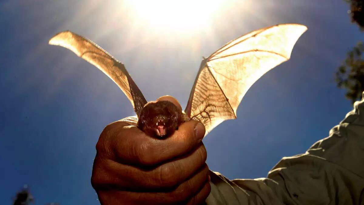 A microbat. Picture by Justin McManus