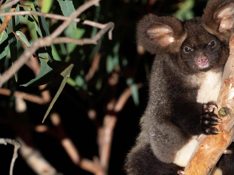Wildlife experts say changes to NSW logging rules will speed up the greater glider's extinction. Picture by WWF Australia