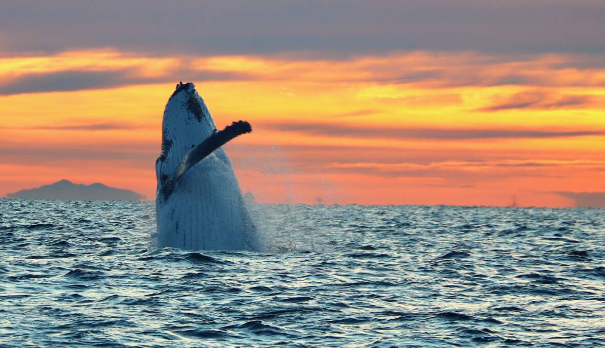 A humpback whale off the Newcastle coast. Picture: by Dominic May