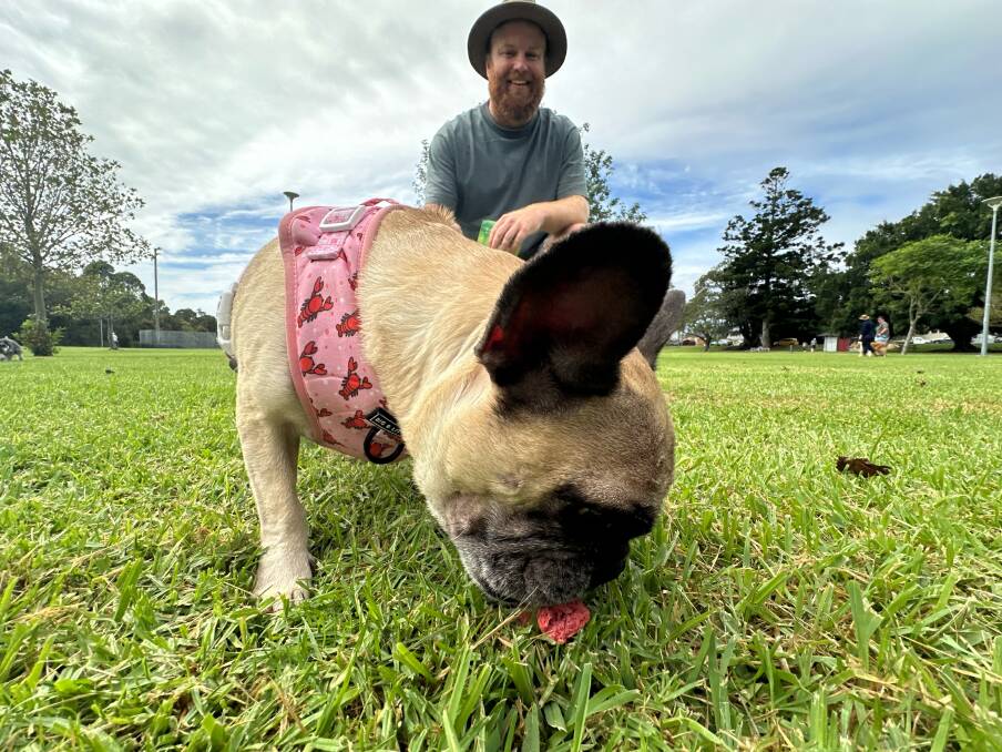 Maitland man Ashley Elphick with one of his two French Bulldogs, Harlow. Picture by Simon McCarthy