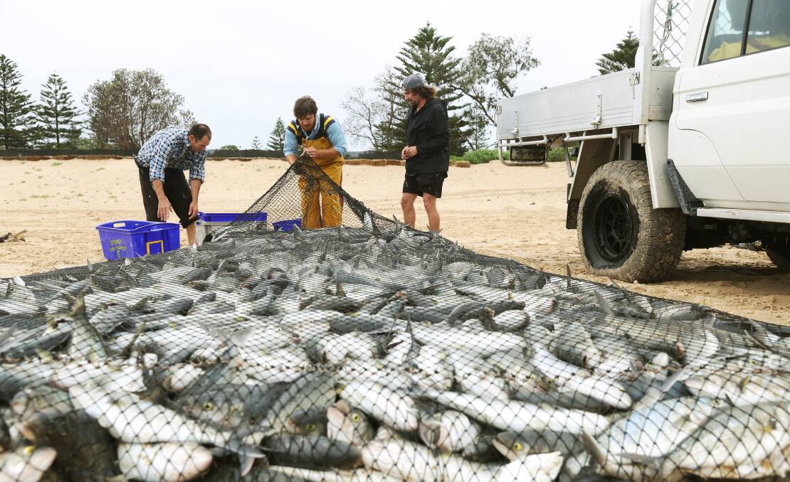 Commercial anglers working with Hunter fisherman Greg Tarrant prepare to box their catch on Stockton Beach on April 4. Picture by Peter Lorimer