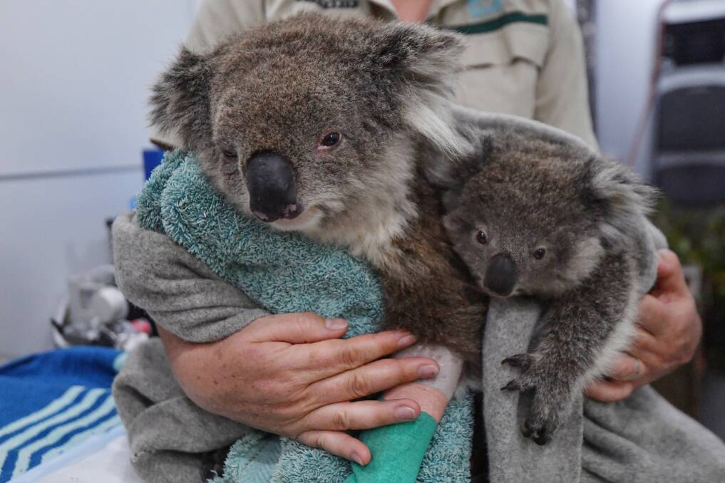 Rescued: A koala mother and baby are rescued from fires in Victoria. Picture: Joe Armao. 