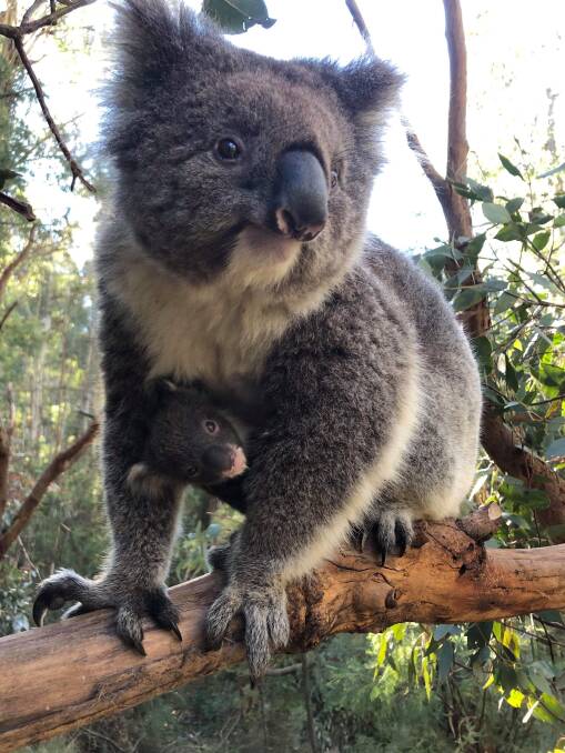 Threatened: Koalas are undergoing a significant decline in NSW. A parliamentary inquiry has heard evidence about the impact of widespread land clearing on koala populations.