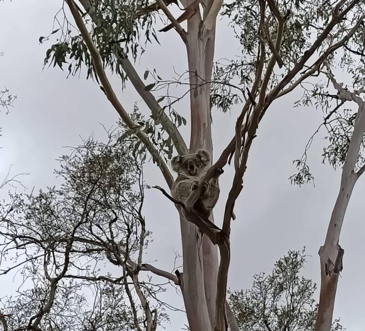 Hanging on: A koala up a gum tree on the Brandy Hill Quarry site between Morpeth and Seaham. The koala was photographed by residents on December 22. Residents are campaigning against an expansion of the quarry. 