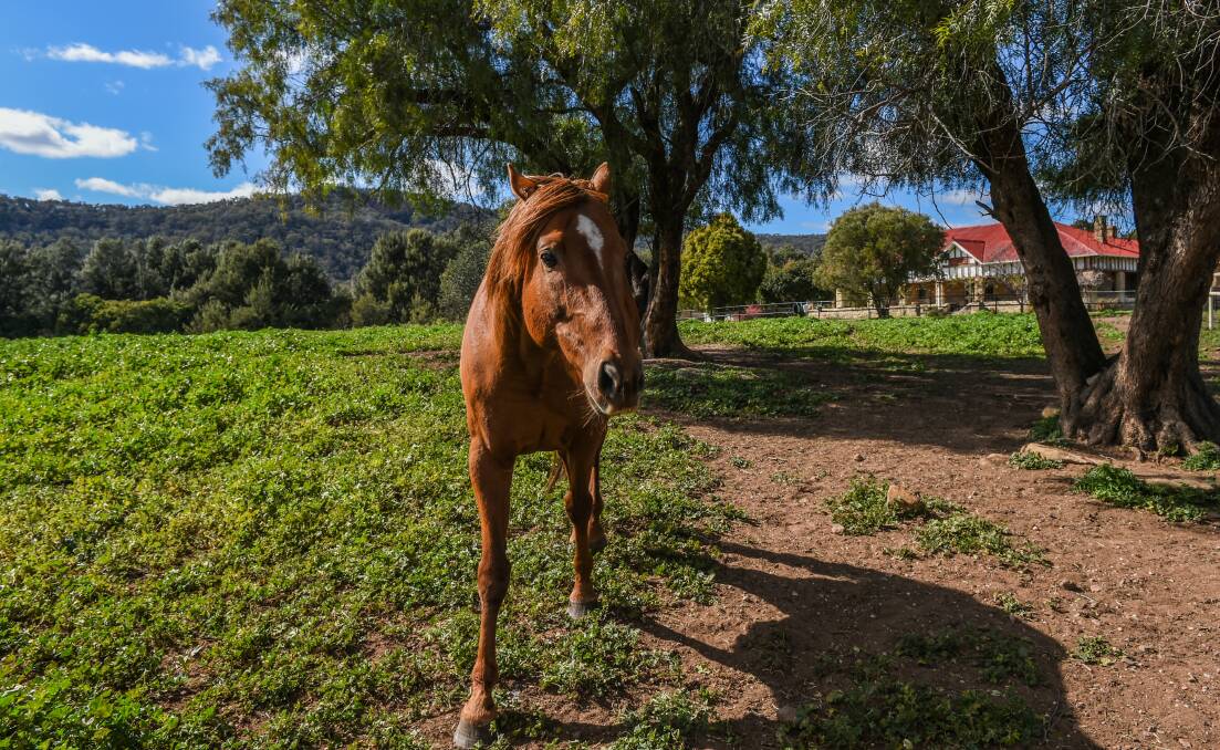 Off-limits: A horse on the historic Tarwyn Park property in the Bylong Valley before the property was bought by Korean energy company KEPCO for an open cut coal mine.
