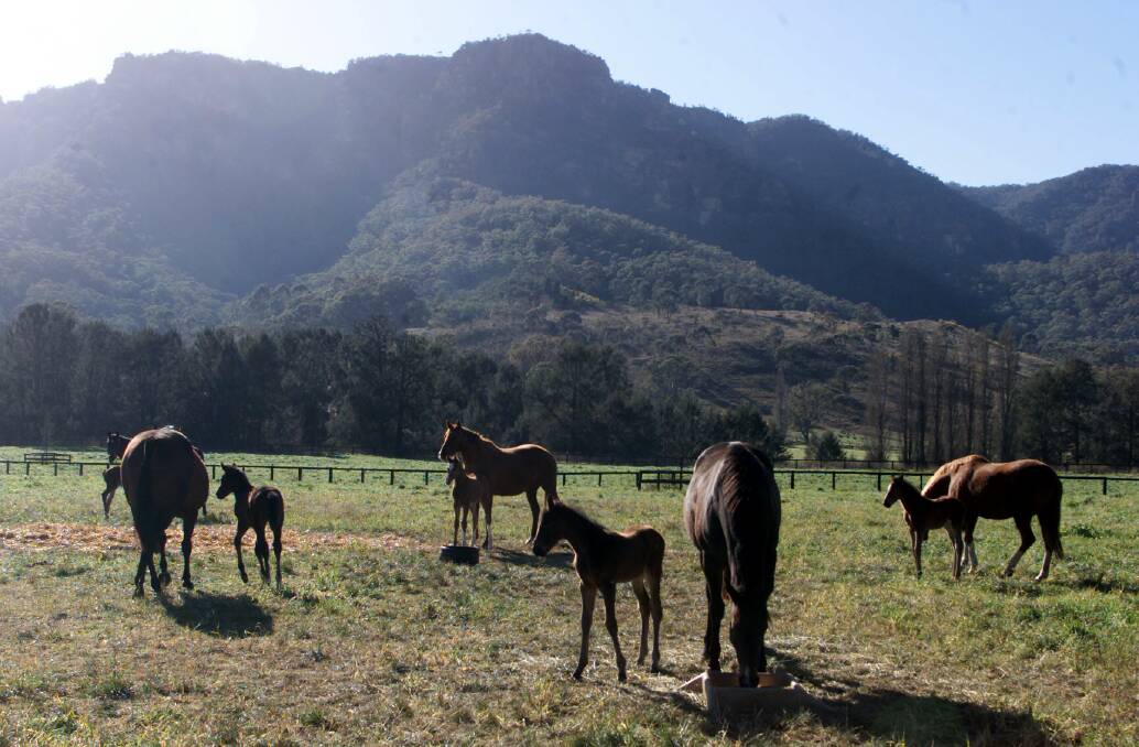 Beauty: Horses on a Bylong Valley property before it was bought by KEPCO as part of a $115 million buy-up of more than 13,000 hectares in the valley between Denman and Mudgee.