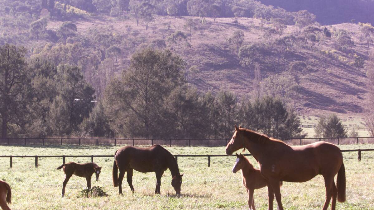 Heritage: Horses in the Bylong Valley. KEPCO's proposal to develop an underground and open cut coal mine have been rejected.