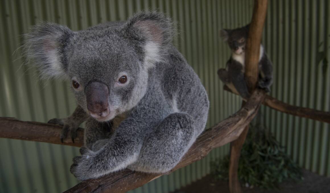 Decline: A report by the then Chief Scientist Professor Mary O'Kane in 2016 found koalas were in decline in NSW both in numbers and distribution. A parliamentary inquiry has heard scathing criticism of the government from animal welfare groups.