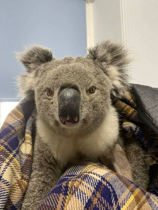 Injured: A small injured koala found near the road on the boundary of Hanson's Brandy Hill Quarry. Residents strongly object to the proposed quarry expansion impacts on designated koala habitat.