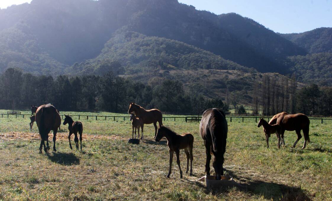 Beauty: Horses in a part of the Bylong Valley between Denman and Mudgee. The area is subject to a proposed coal mine to supply coal to the domestic Korean market. 
