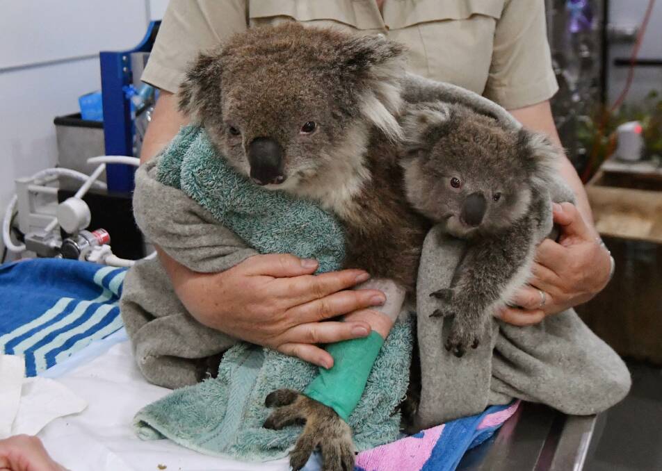 Rescued: A koala mother and her baby.
