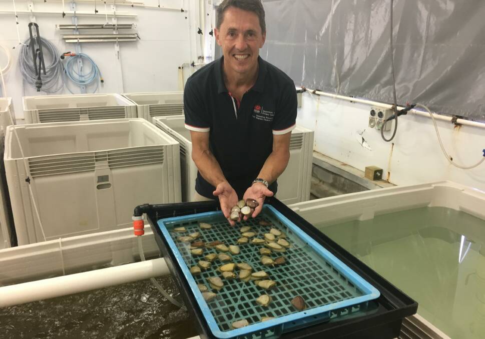 Dr O'Connor, holding some pipis at the Fisheries Institute, has been recognised for his "outstanding public service in aquaculture research".