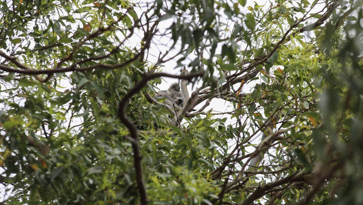 "We call on Port Stephens Council to consider cumulative impacts in its planning instruments and require CIAs at the local planning and consent level, before it's too late for koalas and other threatened species here," says KKEPS consulting ecologist Georgina Cutler.