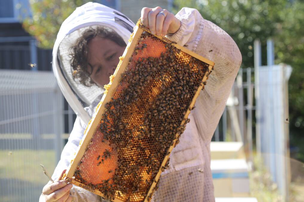 BUSY BEE: Kelly Lees inspecting one of Urban Hum's hives at the Mayfield apiary. Pictures: Ellie-Marie Watts
