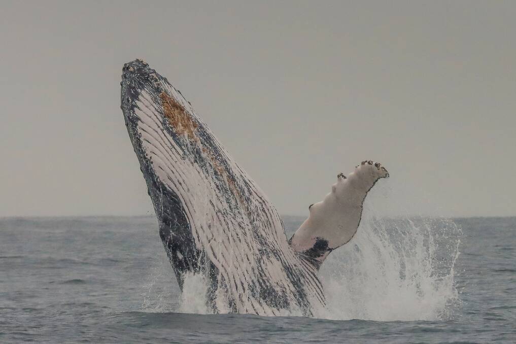 A pod of four whales kept passenger on board Aquamarine Adventure vessel Envision entertained on the morning on Friday, July 9. Picture: Lisa Skelton