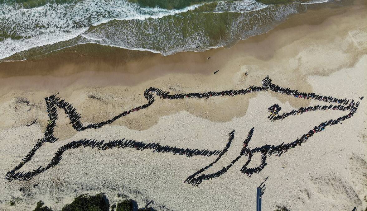 About 1600 people helped form the last human whale at Fingal Beach in 2019. The event returns on Sunday, October 9. Picture by Ben Cupitt.