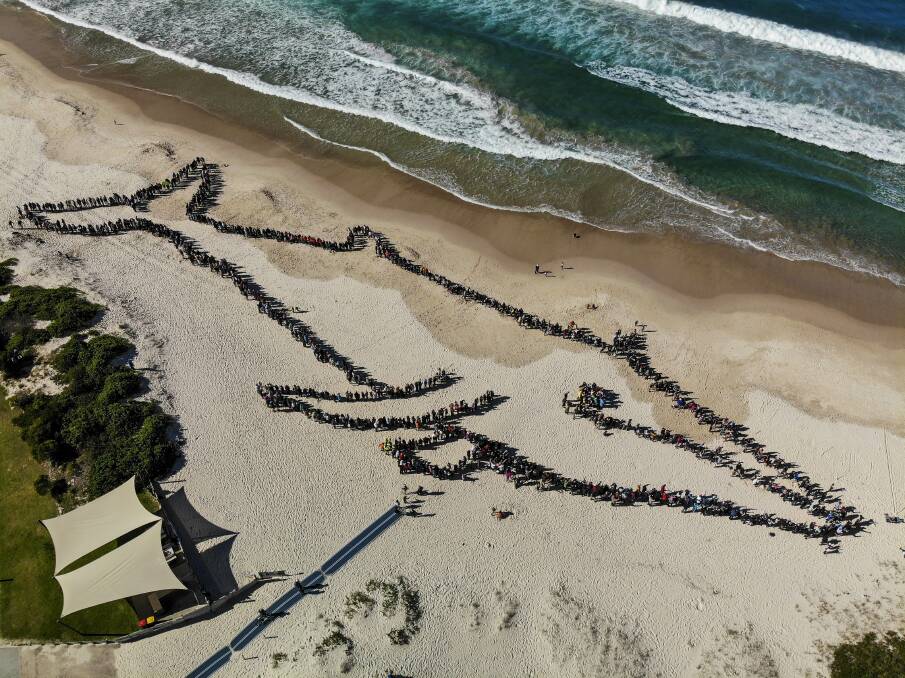 A drone captured the completed human whale formation at Fingal Beach about noon on July 14, 2019. About 1600 people and 17 dogs helped make the formation. Picture by Ben Cupitt.