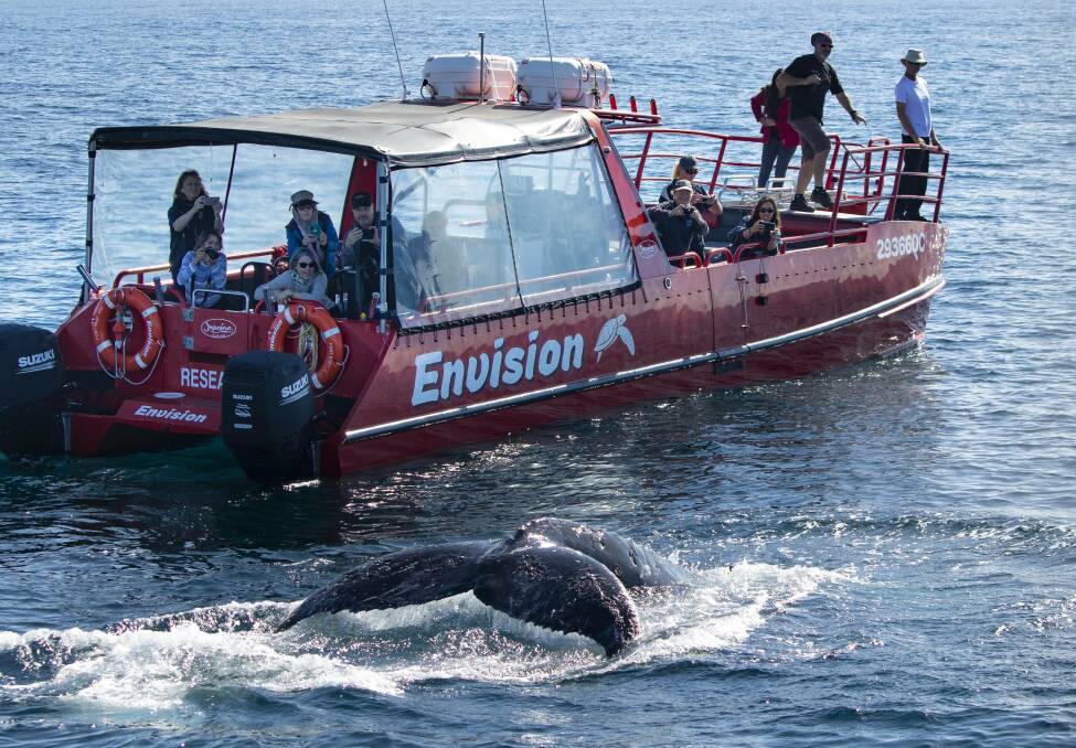 whale watching tours washington coast