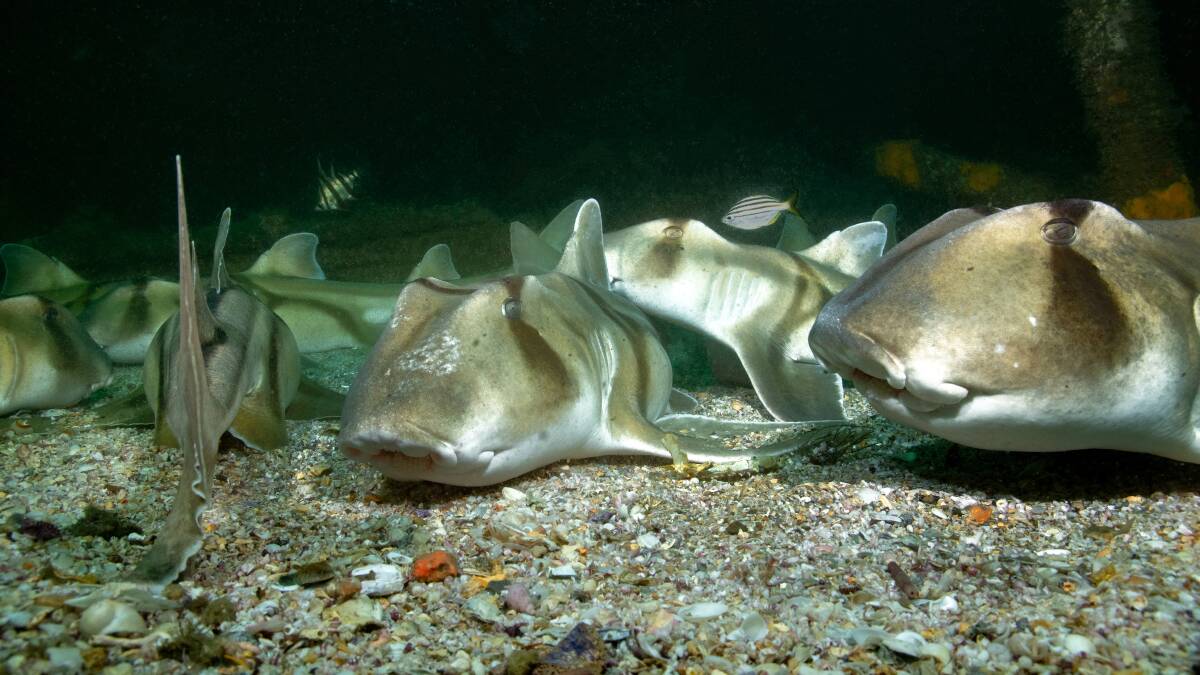 Port Jackson sharks spend about three quarters of their time resting - they can pump water over their gills without having to move, which also means they can breathe while eating and while not moving. Picture: Malcolm Nobbs