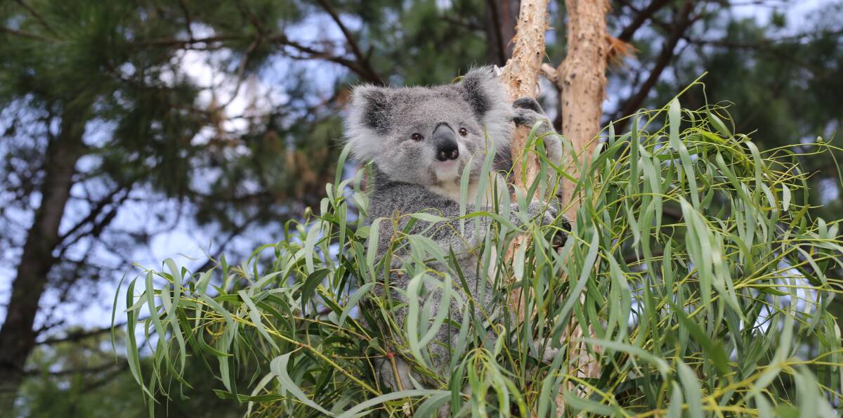 HARD TO BEAR: "When you consider the cumulative impacts of these quarries - along with the growth of sand mines and housing developments, both already approved and proposed - it paints a very sad picture for our koalas," KKEPS spokesperson Caitlin Spiller said.