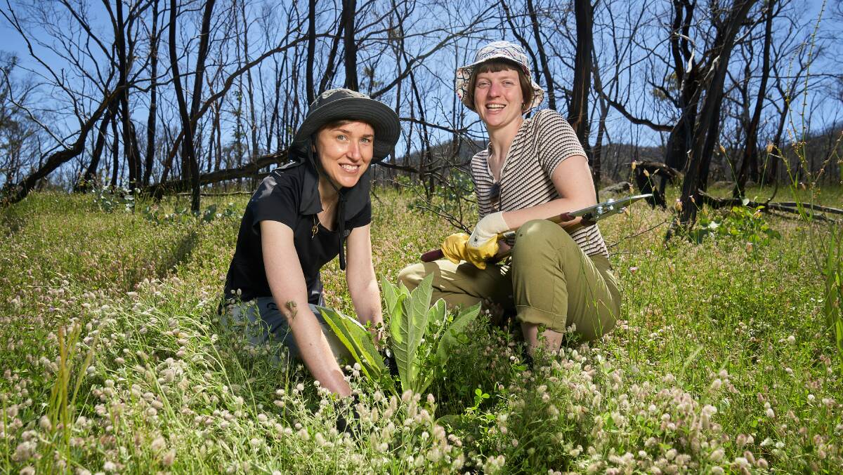 Landcare volunteers Meghan Bergamin and Milly Cooper working in ACT's Namadgi National Park. Picture: Matt Loxton