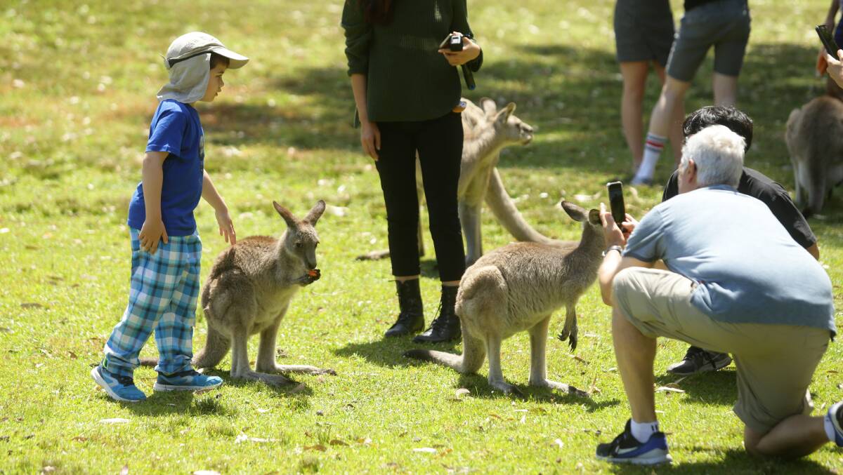 TOURIST DESTINATION: Visitors to the hospital interacting with the kangaroo population at Morisset Hospital before gates were locked in November. Picture: Jonathan Carroll