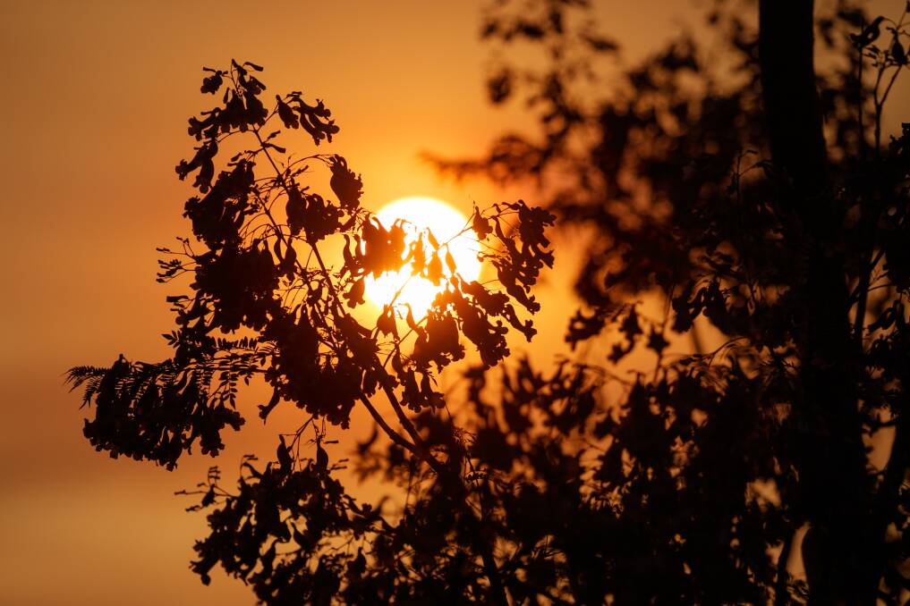 AFTERGLOW: Jacaranda flowers silhouetted against a setting sun glowing orange in the smoke of bushfires earlier in the month. Picture: Max Mason-Hubers 