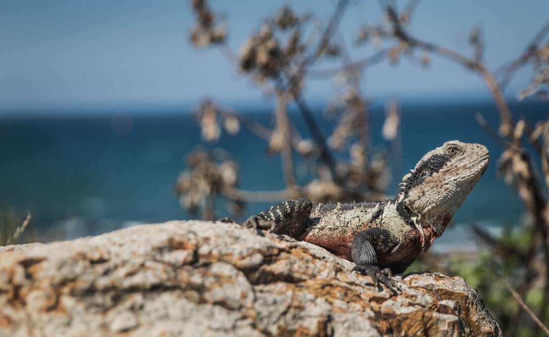 SUN LOVER: Eastern Water Dragon soaking up the warm sun above Merewether Ocean Baths. Picture: Marina Neil