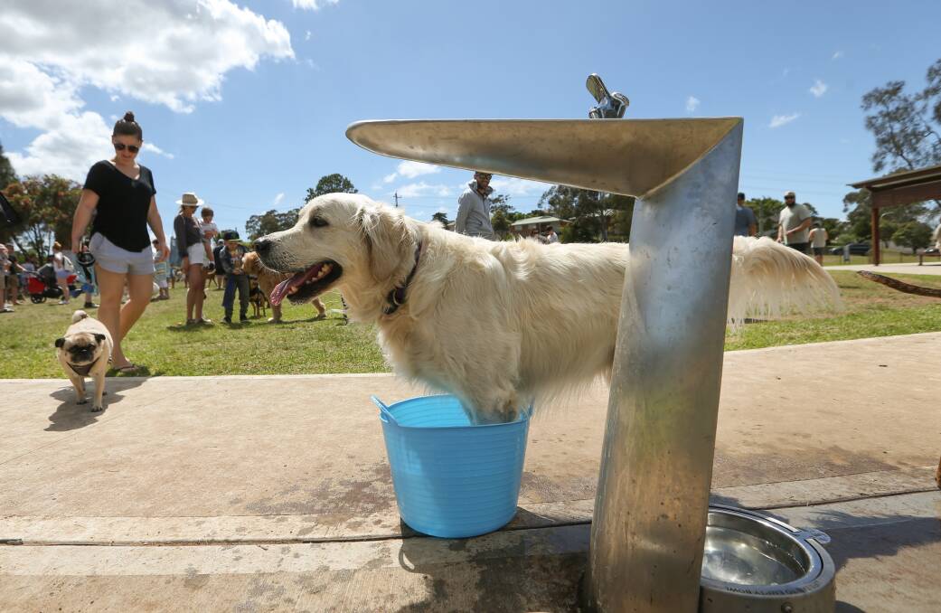 BUCKET: A pooch cools off at Acacia Avenue Reserve on Sunday. Picture: Marina Neil