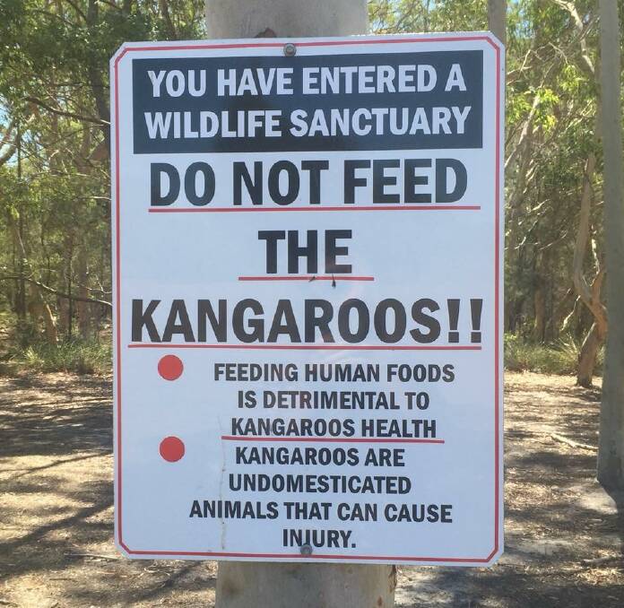 Rescue volunteer says she believes a kangaroo was fed soap at Morisset