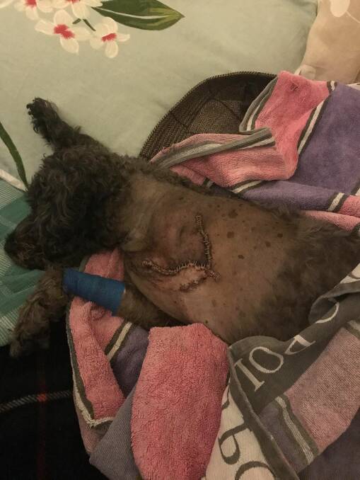 ATTACKED: Cosmo's injuries after he was attacked in Adamstown. Picture: Supplied