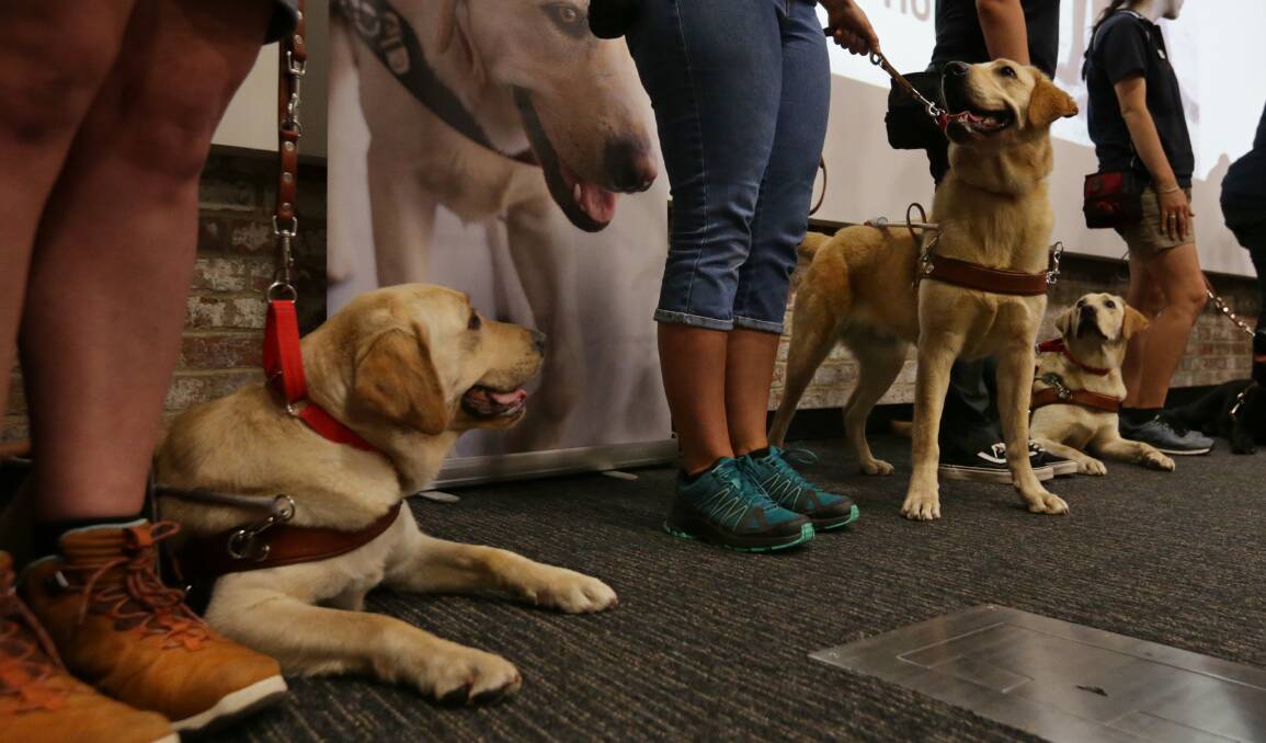 DOGGY ACADEMY: Gracie, Gilroy and Gizmo at the Guide Dogs NSW/ACT presentation of graduates. Picture: Simone De Peak