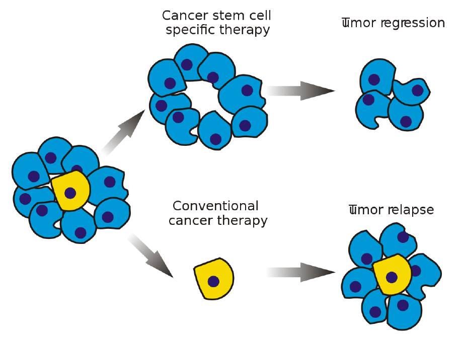STEM-CELL THEORY: A diagram showing the theory that catching cancer cells with rare properties or 'cancer stem-cells' is more effective than targetting other cancer cells. Picture: Public domain