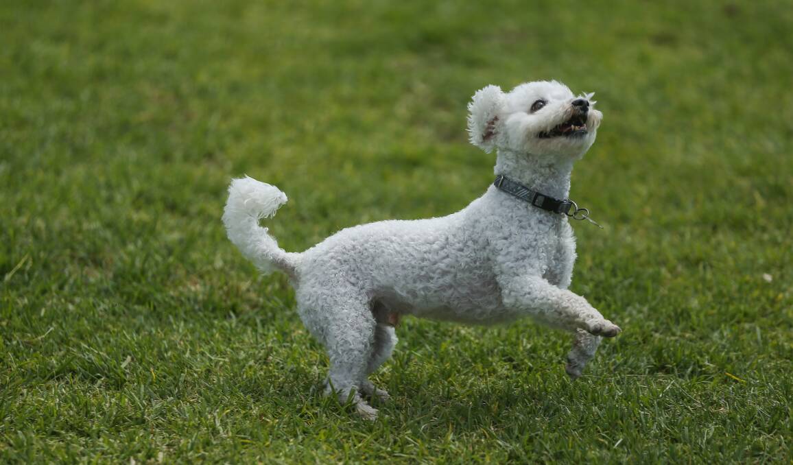 PLAY: A small dog enjoying Acacia Avenue Reserve. Picture: Marina Neil