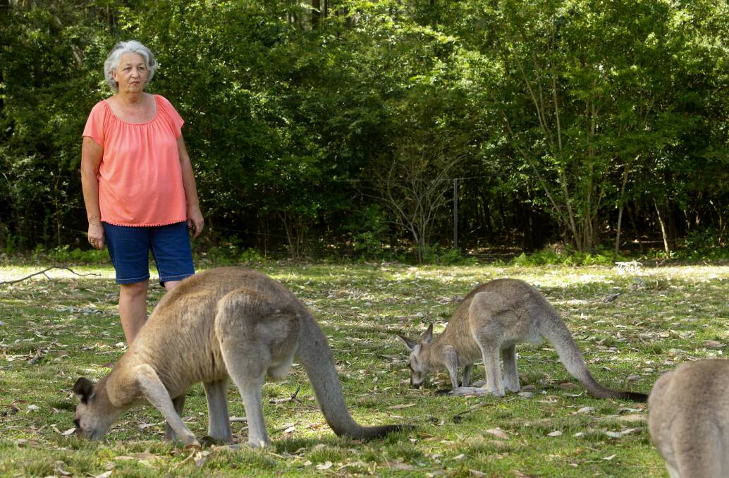 SEEN TOO MUCH: Hunter Wildlife Rescue volunteer Ann Morgan frequently sees tourists touching and feeding the kangaroos at Morisset. Picture: Jonathan Carroll. 