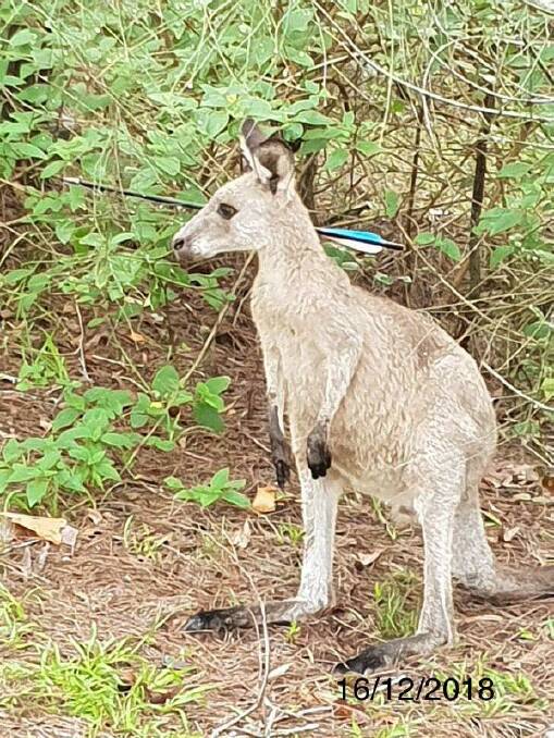 A kangaroo believed to have been shot with an arrow on Sunday, euthanized by the RSPCA on Tuesday, Images: NSW Police 