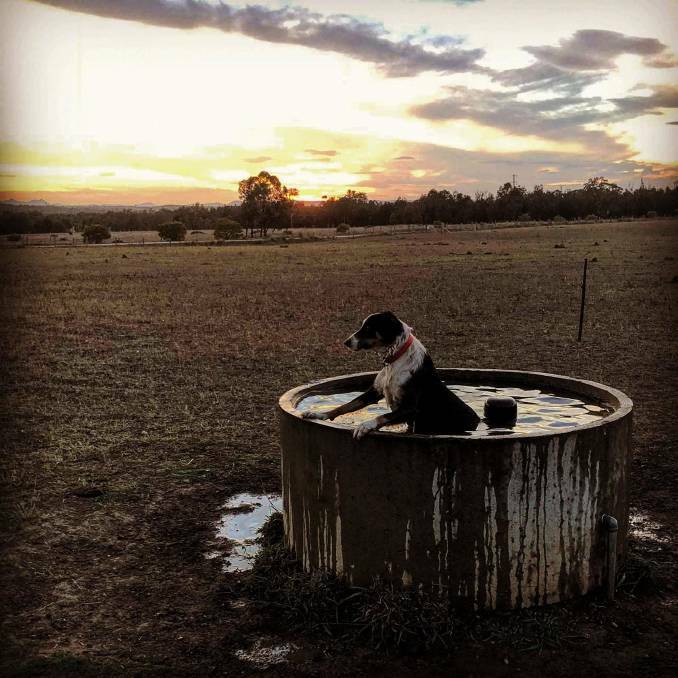 BATH: The 2019 people's choice winner, Stephanie Ward's image of working dog Trigger. Picture: Stephanie Ward