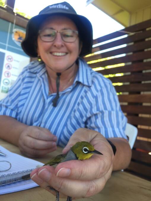 FEATHERED FRIEND: Hunter Bird Observers Club member Judy Little examines a silvereye caught on Broughton Island. Picture: Scott Bevan 